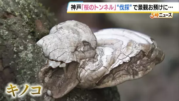 「長年親しまれた「桜のトンネル」でソメイヨシノの老木の伐採始まる　調査で“危険な状況にある”と判明　元の景観に戻るには10年以上かかる見込み　神戸・灘区」の画像