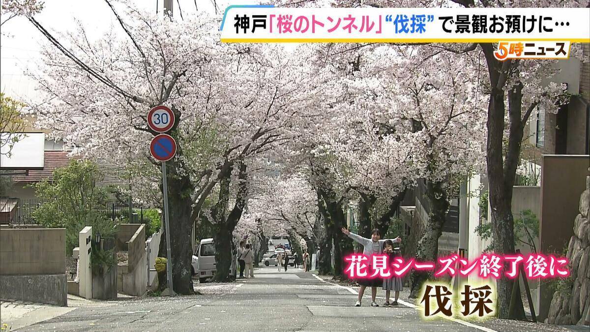 長年親しまれた「桜のトンネル」でソメイヨシノの老木の伐採始まる　調査で“危険な状況にある”と判明　元の景観に戻るには10年以上かかる見込み　神戸・灘区