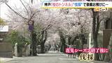 「長年親しまれた「桜のトンネル」でソメイヨシノの老木の伐採始まる　調査で“危険な状況にある”と判明　元の景観に戻るには10年以上かかる見込み　神戸・灘区」の画像4