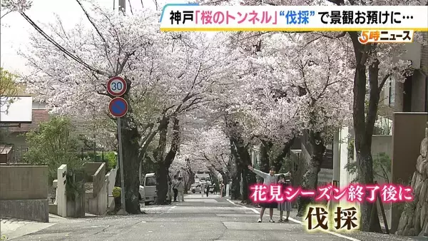 「長年親しまれた「桜のトンネル」でソメイヨシノの老木の伐採始まる　調査で“危険な状況にある”と判明　元の景観に戻るには10年以上かかる見込み　神戸・灘区」の画像