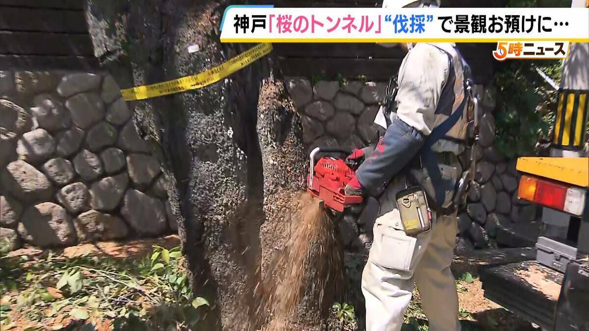 長年親しまれた「桜のトンネル」でソメイヨシノの老木の伐採始まる　調査で“危険な状況にある”と判明　元の景観に戻るには10年以上かかる見込み　神戸・灘区