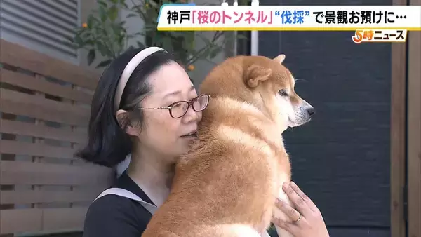 「長年親しまれた「桜のトンネル」でソメイヨシノの老木の伐採始まる　調査で“危険な状況にある”と判明　元の景観に戻るには10年以上かかる見込み　神戸・灘区」の画像