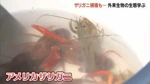 コウノトリが暮らせる環境を！生態系に悪影響「アメリカザリガニ」など外来種の生態学ぶ子どもたち　兵庫・豊岡市