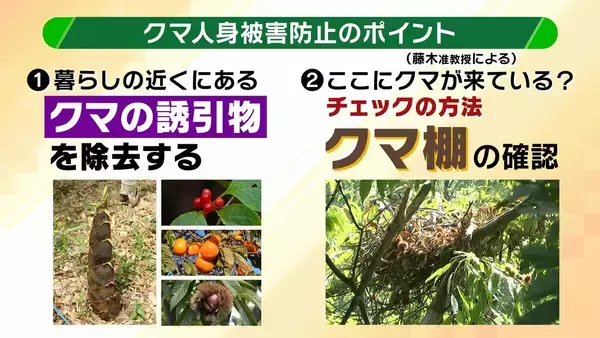「関西のクマの主食はドングリじゃない！？一部地域では秋に『液果類』を大量採食　時に襲われそうになりながら…「フン収集」調査で判明の新事実　出没予測の精度向上につながるか　これからのクマ対策は？【解説】」の画像