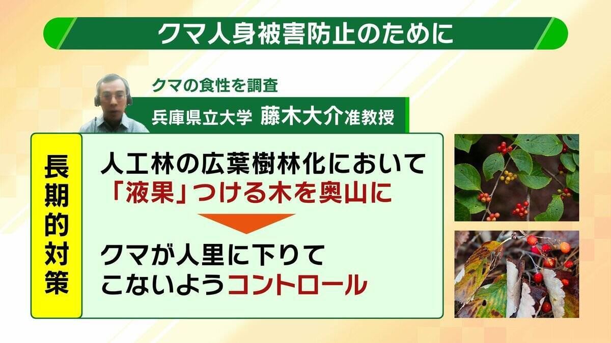 関西のクマの主食はドングリじゃない！？一部地域では秋に『液果類』を大量採食　時に襲われそうになりながら…「フン収集」調査で判明の新事実　出没予測の精度向上につながるか　これからのクマ対策は？【解説】