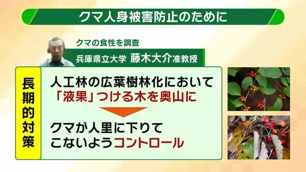 「関西のクマの主食はドングリじゃない！？一部地域では秋に『液果類』を大量採食　時に襲われそうになりながら…「フン収集」調査で判明の新事実　出没予測の精度向上につながるか　これからのクマ対策は？【解説】」の画像