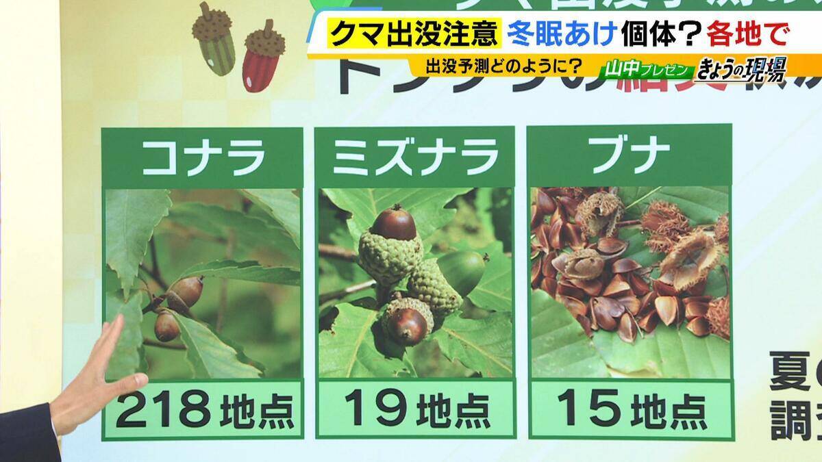 関西のクマの主食はドングリじゃない！？一部地域では秋に『液果類』を大量採食　時に襲われそうになりながら…「フン収集」調査で判明の新事実　出没予測の精度向上につながるか　これからのクマ対策は？【解説】