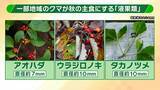 「関西のクマの主食はドングリじゃない！？一部地域では秋に『液果類』を大量採食　時に襲われそうになりながら…「フン収集」調査で判明の新事実　出没予測の精度向上につながるか　これからのクマ対策は？【解説】」の画像7