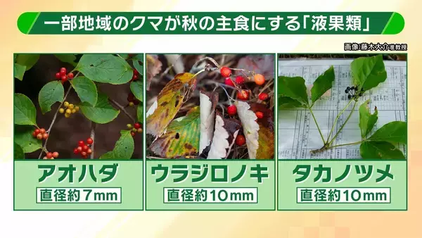「関西のクマの主食はドングリじゃない！？一部地域では秋に『液果類』を大量採食　時に襲われそうになりながら…「フン収集」調査で判明の新事実　出没予測の精度向上につながるか　これからのクマ対策は？【解説】」の画像