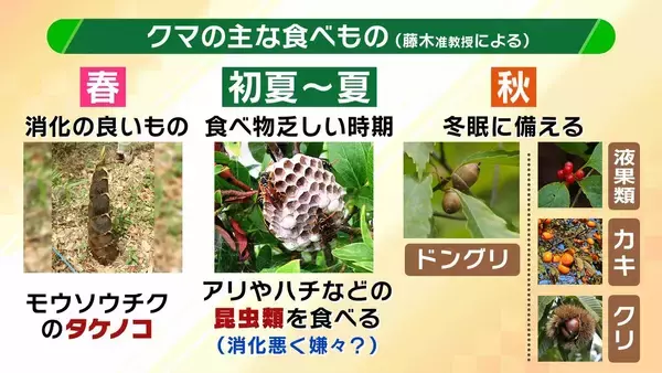 「関西のクマの主食はドングリじゃない！？一部地域では秋に『液果類』を大量採食　時に襲われそうになりながら…「フン収集」調査で判明の新事実　出没予測の精度向上につながるか　これからのクマ対策は？【解説】」の画像