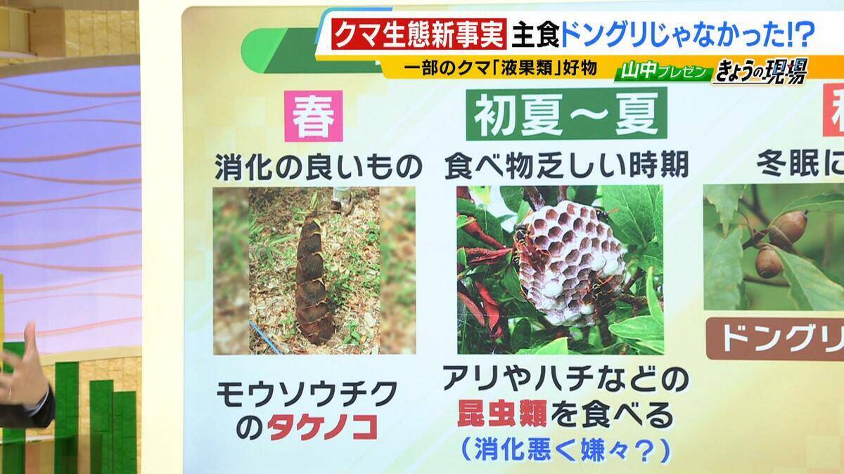 関西のクマの主食はドングリじゃない！？一部地域では秋に『液果類』を大量採食　時に襲われそうになりながら…「フン収集」調査で判明の新事実　出没予測の精度向上につながるか　これからのクマ対策は？【解説】