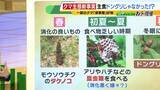 「関西のクマの主食はドングリじゃない！？一部地域では秋に『液果類』を大量採食　時に襲われそうになりながら…「フン収集」調査で判明の新事実　出没予測の精度向上につながるか　これからのクマ対策は？【解説】」の画像9