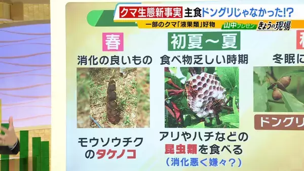 「関西のクマの主食はドングリじゃない！？一部地域では秋に『液果類』を大量採食　時に襲われそうになりながら…「フン収集」調査で判明の新事実　出没予測の精度向上につながるか　これからのクマ対策は？【解説】」の画像