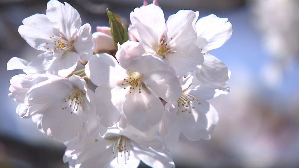 満開の桜に『試練の風雨』週末の花見は大丈夫か？　近畿で最大瞬間風速30メートル予想　土曜日は発達した低気圧が進み前線が通過　西日本は高波強風に注意