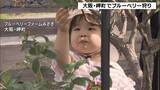 「今が旬「ブルーベリー狩り」農園で１つ１つ手で摘み取り“もぎたて”味わう　大阪・岬町」の画像1