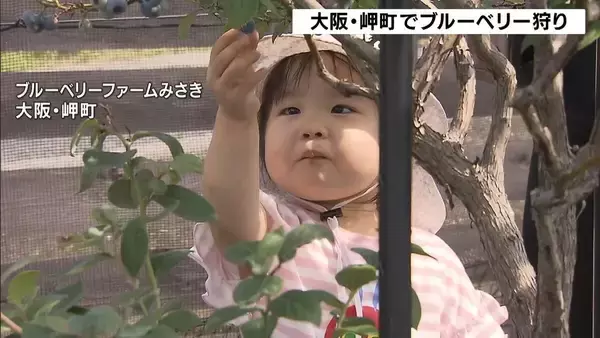 今が旬「ブルーベリー狩り」農園で１つ１つ手で摘み取り“もぎたて”味わう　大阪・岬町