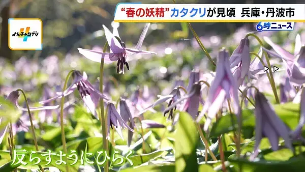 “春の妖精”カタクリの花が見頃を迎える　花びらを反らすように開く可憐な花　兵庫・丹波市