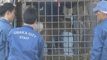 【速報】大阪市内で捕獲の「迷いシカ」が能勢温泉へ移送　奈良県は受け入れ難色も…保護の経験ある温泉施設へ引き渡し　当面は非公開に