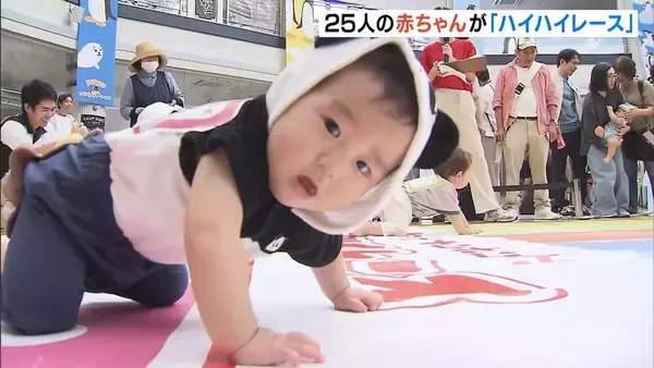 赤ちゃん25人がハイハイで競争！ペンギン2匹がよちよち歩きでエール　和歌山・アドベンチャーワールド