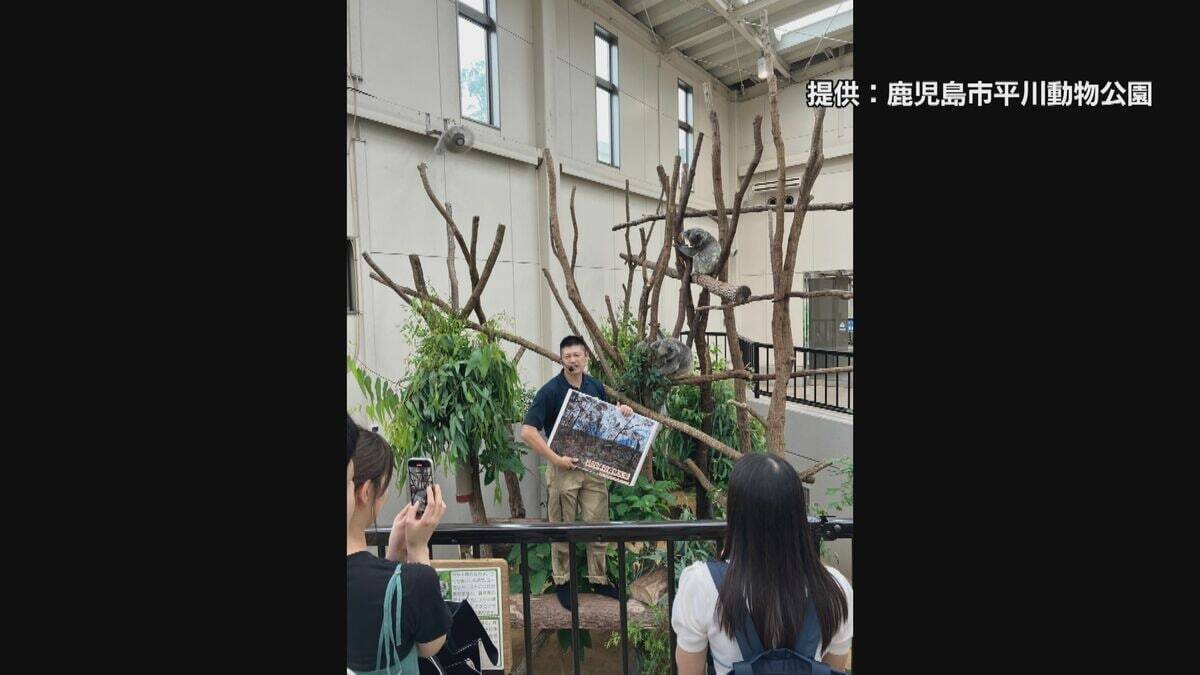 【甘えたい娘＆子離れしたい母！？】コアラの世界も子育て大変！ベテランママ「インディコ」の奮闘　国内最多22頭が暮らす「鹿児島市平川動物公園」の夏を乗り切る『ひんやり対策』とは