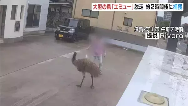 一時脱走した体長約2mの「エミュー」は去年ふ化した子ども　移動動物園の関係者が自宅の庭でペットとして放し飼い　約2時間後に捕獲　滋賀・守山市
