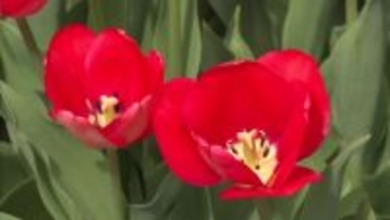 今年で35周年　赤・白・黄と300品種のチューリップが咲き誇る「たんとうチューリップまつり」　巨大なフラワーアートには阪神タイガースの“トラッキー”も登場　兵庫・豊岡市