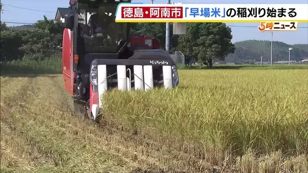 【稲刈りはじまる】特に成長早い極早生の「ハナエチゼン」適度な雨と好天で良質な米に　お盆ごろに最盛期　徳島・阿南市