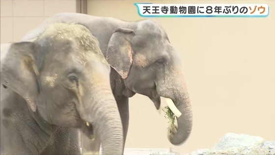 「お父さんの2倍くらい大きかった」8年ぶり！大阪にゾウがやってきた　天王寺動物園で一般公開はじまる　約45億円を投じてリニューアルのゾウ舎でお目見え