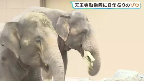 「お父さんの2倍くらい大きかった」8年ぶり！大阪にゾウがやってきた　天王寺動物園で一般公開はじまる　約45億円を投じてリニューアルのゾウ舎でお目見え