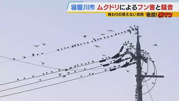 【騒音・フン害】寝屋川市駅前にムクドリの大群「フンでこの辺が真っ白」　2色のレーザー放つ“新兵器”　終わりの見えない攻防に苦悩する街を救う？