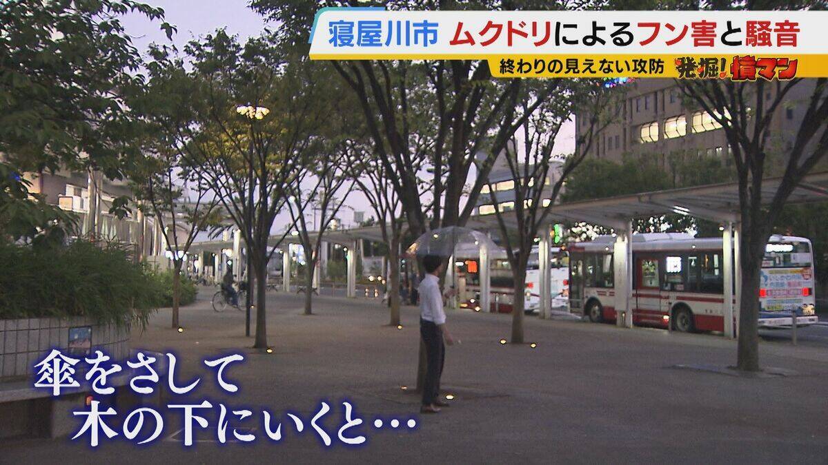 【騒音・フン害】寝屋川市駅前にムクドリの大群「フンでこの辺が真っ白」　2色のレーザー放つ“新兵器”　終わりの見えない攻防に苦悩する街を救う？