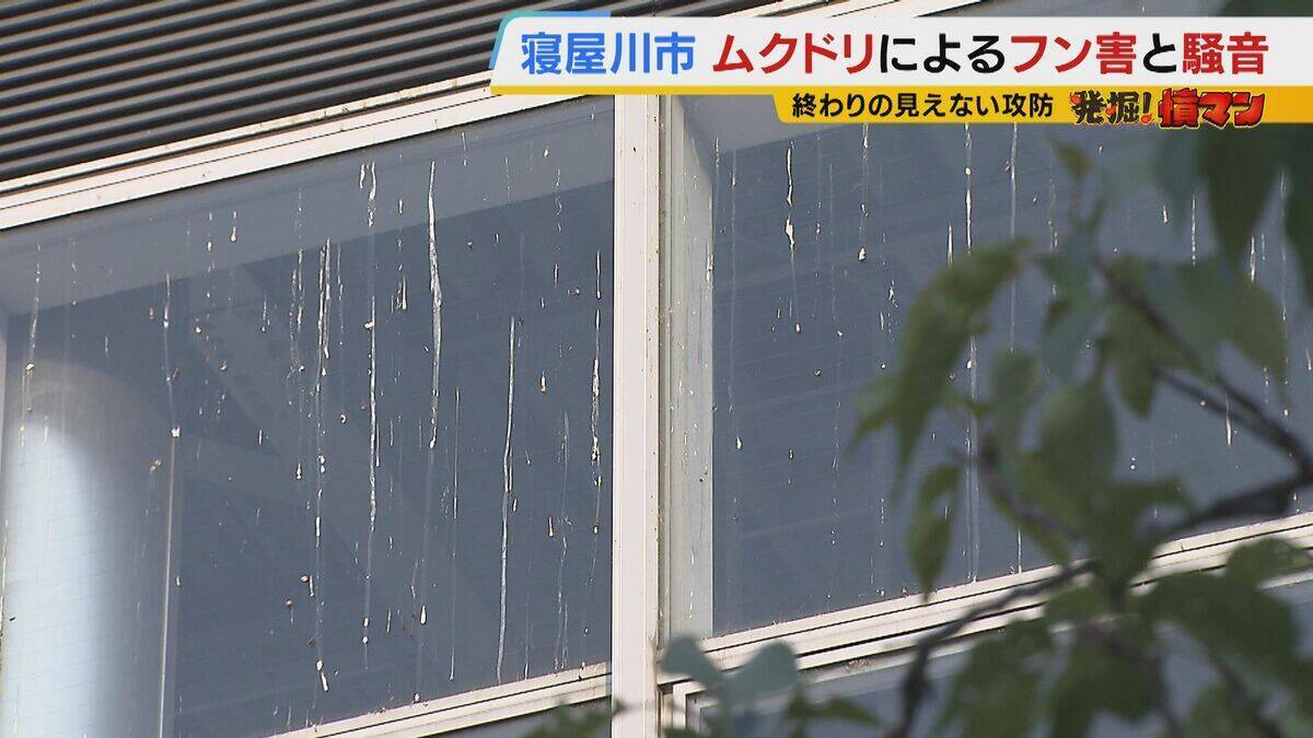 【騒音・フン害】寝屋川市駅前にムクドリの大群「フンでこの辺が真っ白」　2色のレーザー放つ“新兵器”　終わりの見えない攻防に苦悩する街を救う？