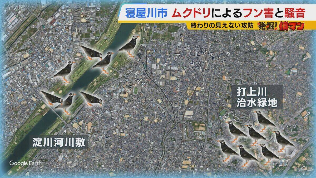 【騒音・フン害】寝屋川市駅前にムクドリの大群「フンでこの辺が真っ白」　2色のレーザー放つ“新兵器”　終わりの見えない攻防に苦悩する街を救う？