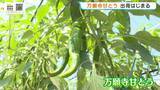 「夏の味覚「万願寺甘とう」出荷はじまる　肉厚や甘味が特徴…今年は質・量ともに例年以上の出来　京都・舞鶴市」の画像1