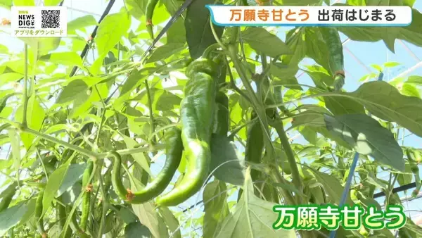 夏の味覚「万願寺甘とう」出荷はじまる　肉厚や甘味が特徴…今年は質・量ともに例年以上の出来　京都・舞鶴市