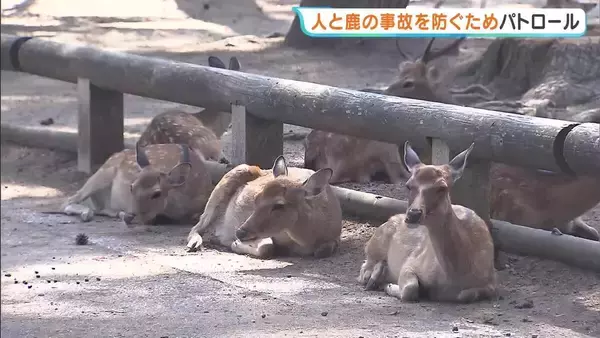 「鹿との距離を保って」奈良公園で人と鹿の事故防ぐパトロール　これからは発情期でオスの気性荒く…県職員が３か国語でマナー啓発 