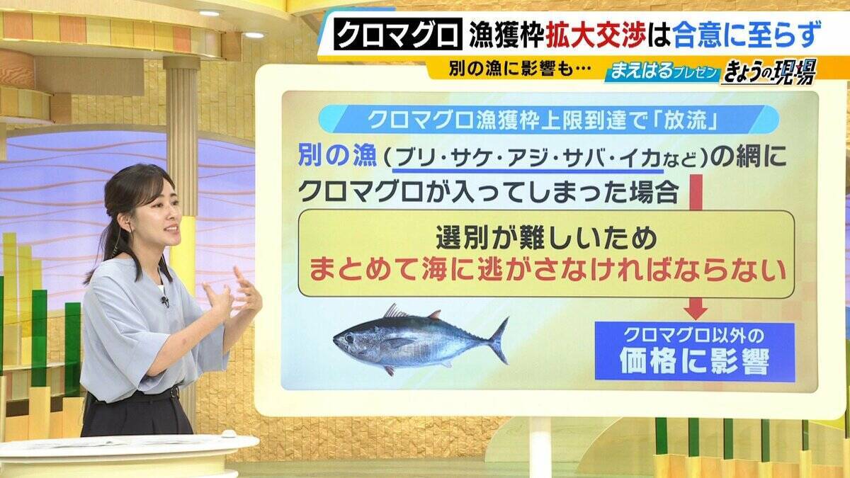 【豊漁！クロマグロ】でも獲っても海にリリース…背景に「漁獲枠」のジレンマ　枠拡大の合意寸前でメキシコが突き付けた「NO」　専門家「“政治的カード”としてマグロが使われた可能性」マグロの今後は？