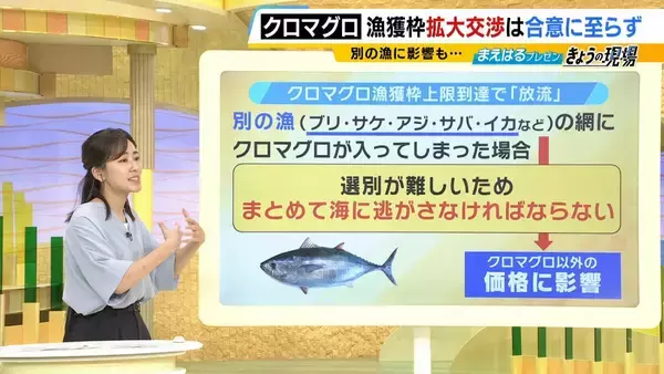 「【豊漁！クロマグロ】でも獲っても海にリリース…背景に「漁獲枠」のジレンマ　枠拡大の合意寸前でメキシコが突き付けた「NO」　専門家「“政治的カード”としてマグロが使われた可能性」マグロの今後は？」の画像