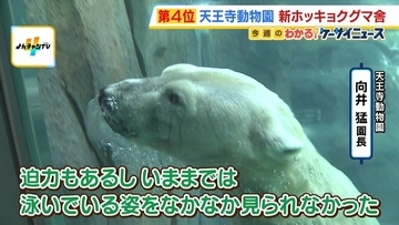 【迫力】“水の中を泳ぐホッキョクグマ”も観られる！天王寺動物園の新「ホッキョクグマ舎」がオープン　ホウちゃんが水にザバーン！