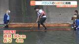 「丸太に乗って川下り「木頭杉一本乗り大会」悪戦苦闘しながら技術競う　徳島・那賀町」の画像1