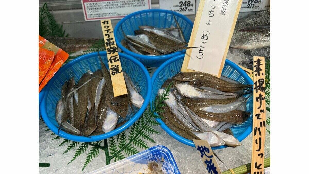 魚庭（なにわ）の海づくりカーニバル開催！地魚がずらり　大阪府・吉村知事「都会のそばにおいしい魚がたくさん」『全国豊かな海づくり大会』まであと100日でイベント　