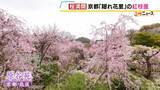 「【桜満開】八重の紅枝垂桜が満開　京都の隠れた名所「原谷苑」　20種類の桜・季節の花約1000本が咲き乱れるカラフルな景色【写真記事】」の画像1
