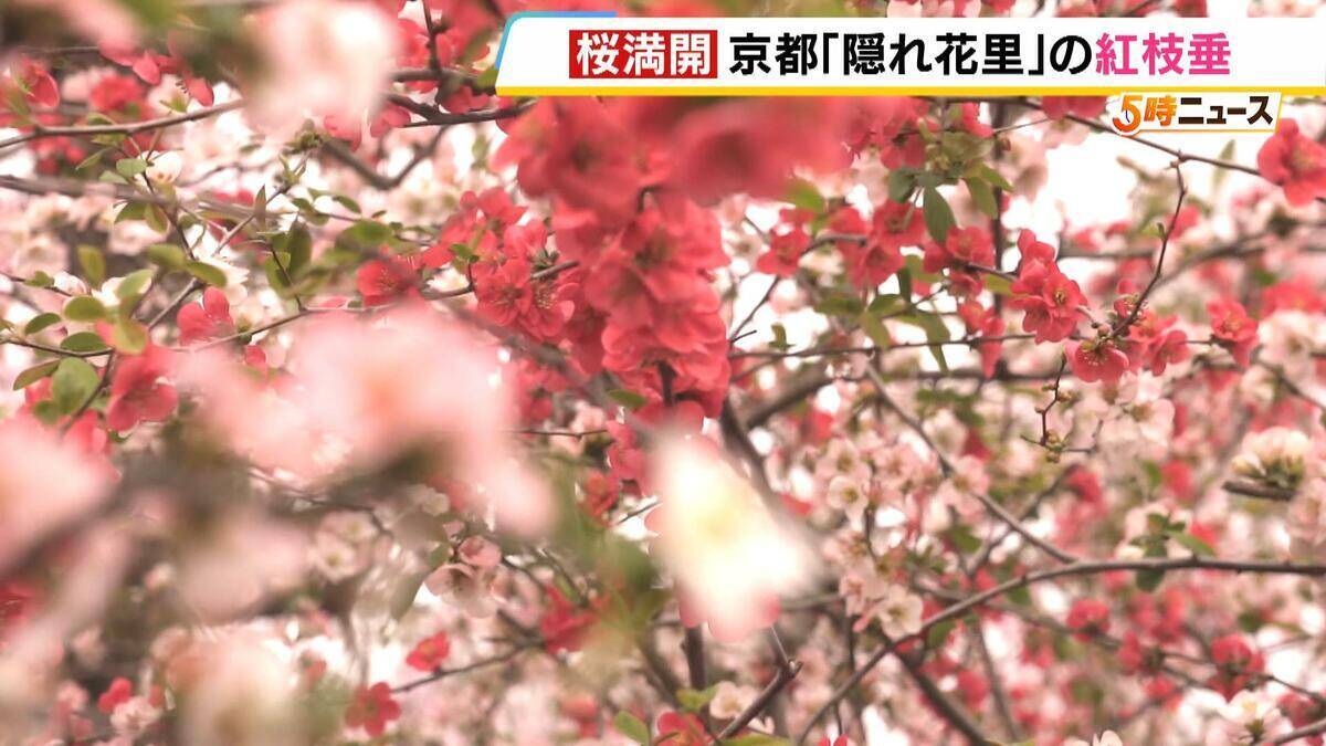 【桜満開】八重の紅枝垂桜が満開　京都の隠れた名所「原谷苑」　20種類の桜・季節の花約1000本が咲き乱れるカラフルな景色【写真記事】