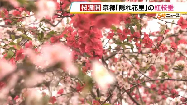 「【桜満開】八重の紅枝垂桜が満開　京都の隠れた名所「原谷苑」　20種類の桜・季節の花約1000本が咲き乱れるカラフルな景色【写真記事】」の画像