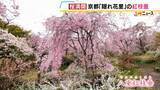 「【桜満開】八重の紅枝垂桜が満開　京都の隠れた名所「原谷苑」　20種類の桜・季節の花約1000本が咲き乱れるカラフルな景色【写真記事】」の画像3