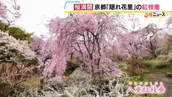 「【桜満開】八重の紅枝垂桜が満開　京都の隠れた名所「原谷苑」　20種類の桜・季節の花約1000本が咲き乱れるカラフルな景色【写真記事】」の画像