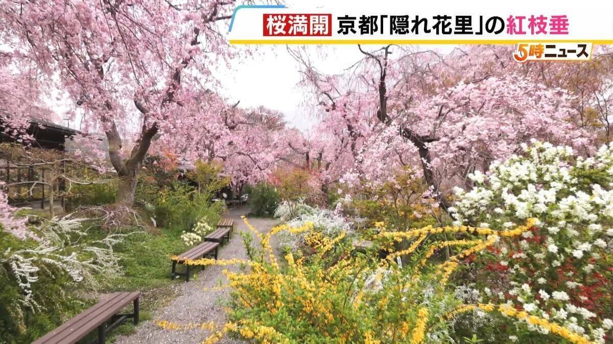 【桜満開】八重の紅枝垂桜が満開　京都の隠れた名所「原谷苑」　20種類の桜・季節の花約1000本が咲き乱れるカラフルな景色【写真記事】