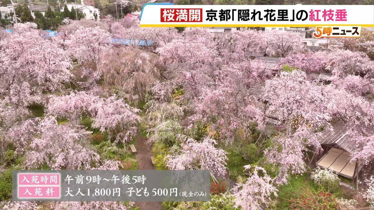【桜満開】八重の紅枝垂桜が満開　京都の隠れた名所「原谷苑」　20種類の桜・季節の花約1000本が咲き乱れるカラフルな景色【写真記事】
