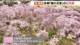 「【桜満開】八重の紅枝垂桜が満開　京都の隠れた名所「原谷苑」　20種類の桜・季節の花約1000本が咲き乱れるカラフルな景色【写真記事】」の画像5