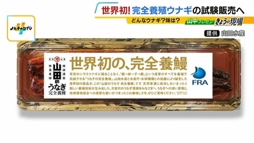 【完全養殖ウナギ】世界初の試験販売へ！半世紀にわたる研究…最大の謎は『赤ちゃんのエサ』現在は”国家機密”？　「中国で稚魚乱獲も」絶滅危惧種・ウナギの救世主となるか